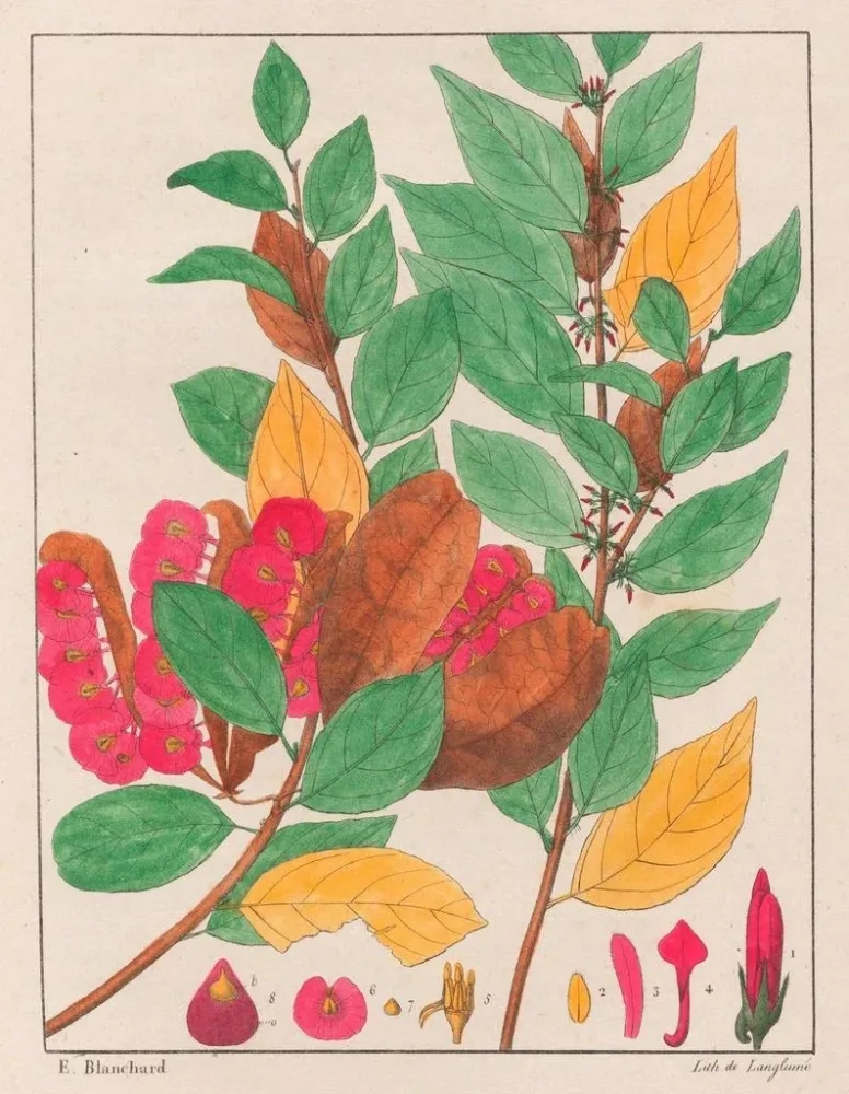 L:n ahdistuksen taidetuotos - Auguste de Saint-Hilaire
