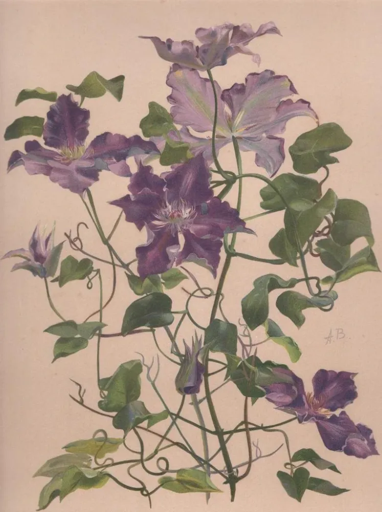 Aquarellimaalaus suurekukkaisesta ilmastitesta - Alice Bailly | Taidetuloste