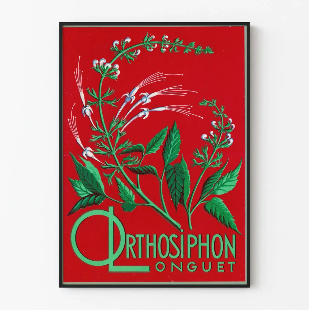 Botaaninen juliste Orthosiphon Longuet - Vintage-maisemointiseinäkoriste