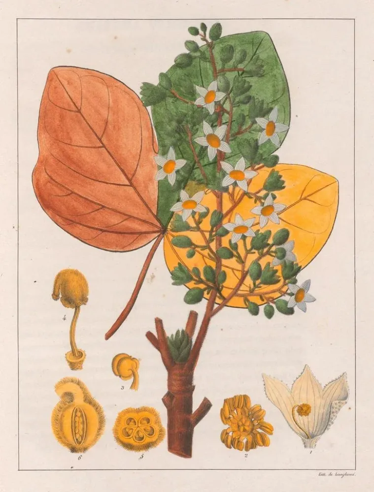 Chicha-maalauksen Fumier - Auguste de Saint-Hilaire | Taidetuloste