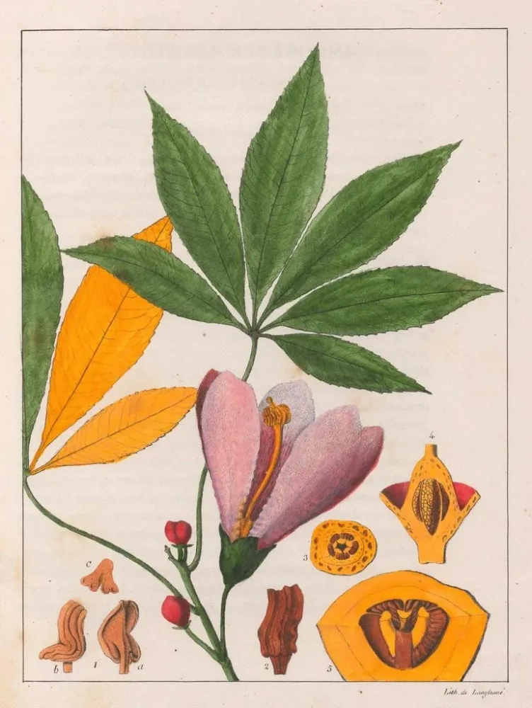 Chorisia speciosa - Auguste de Saint-Hilaire taidetuloste
