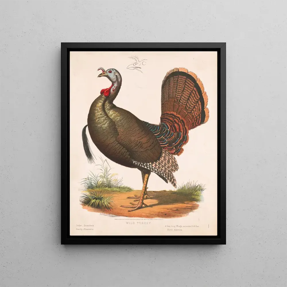 Dinde sauvage - Louis Prang Co | Taidetuloste