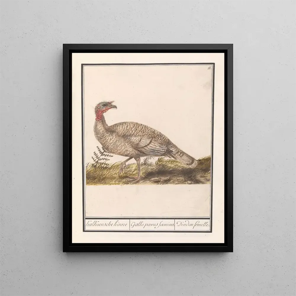 Dindimaisema Meleagris gallopavo - Anselmus Botius de Boodt | Taidetuloste