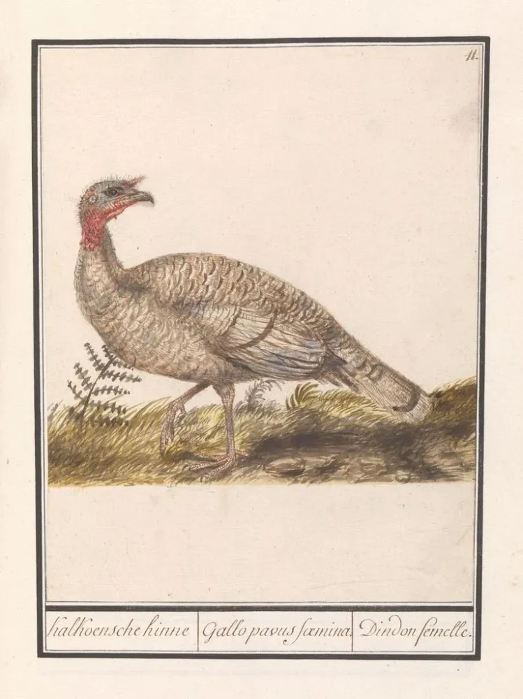 Dindimaisema Meleagris gallopavo - Anselmus Botius de Boodt | Taidetuloste