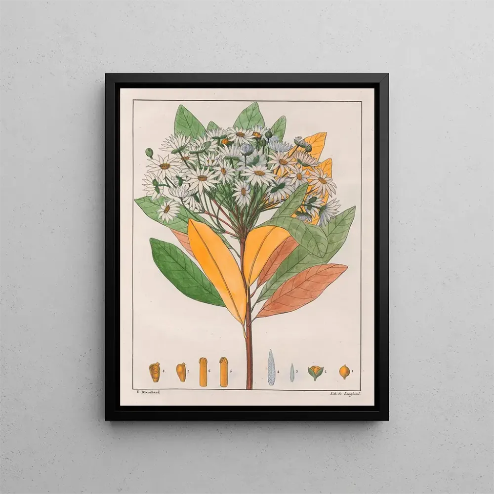 Drymys granatensis V. sylvatica - Auguste de Saint-Hilaire taidetuloste