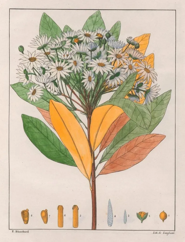 Drymys granatensis V. sylvatica - Auguste de Saint-Hilaire taidetuloste
