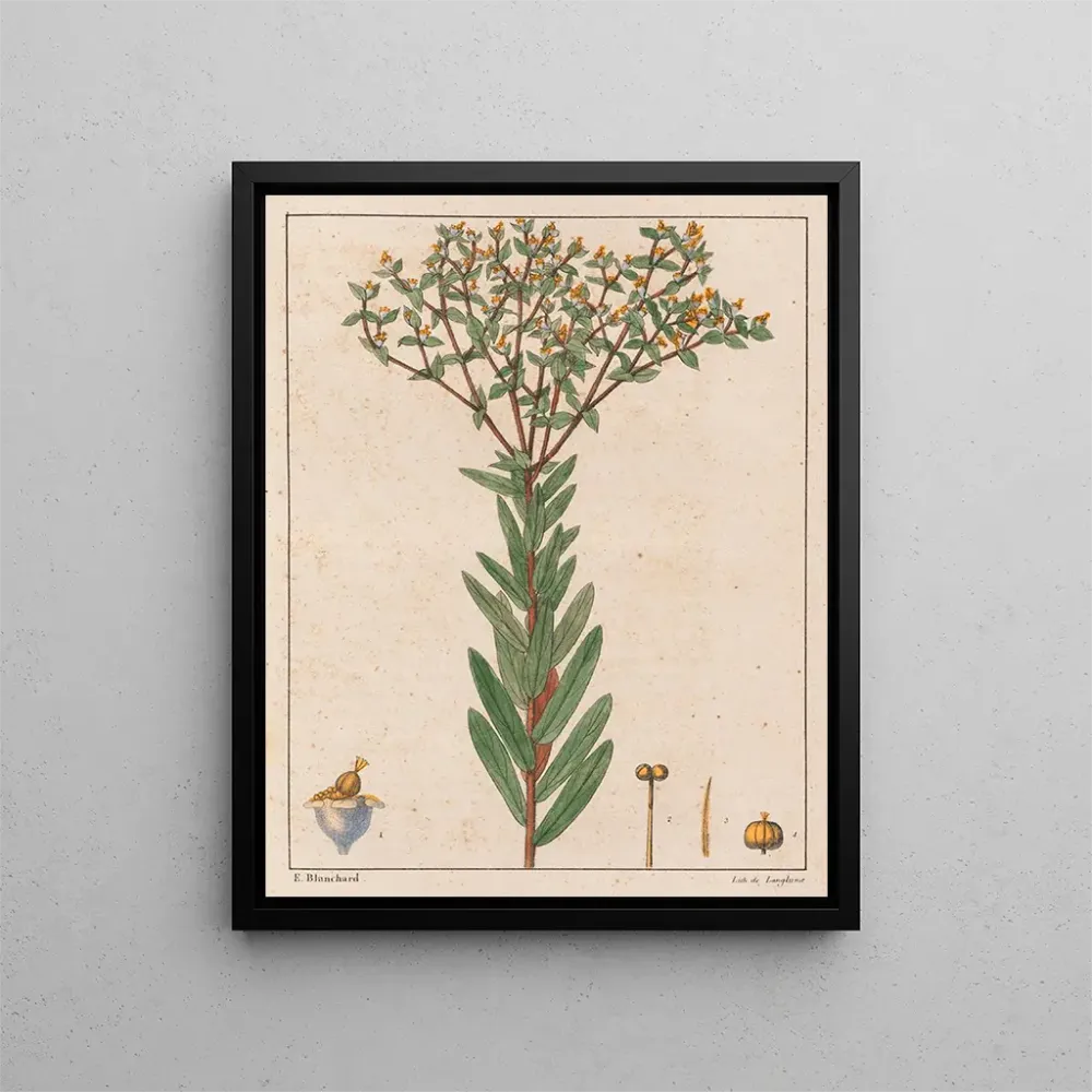 Euphorbia papillosa - Auguste de Saint-Hilaire | Taidetuloste