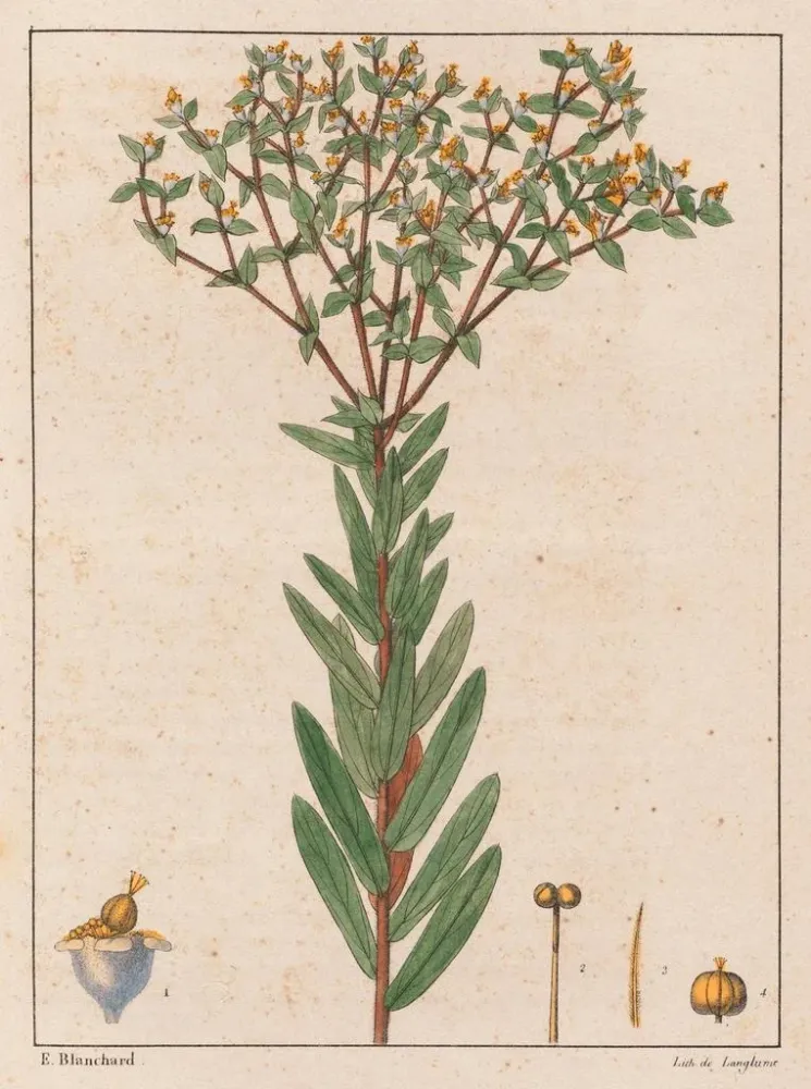 Euphorbia papillosa - Auguste de Saint-Hilaire | Taidetuloste