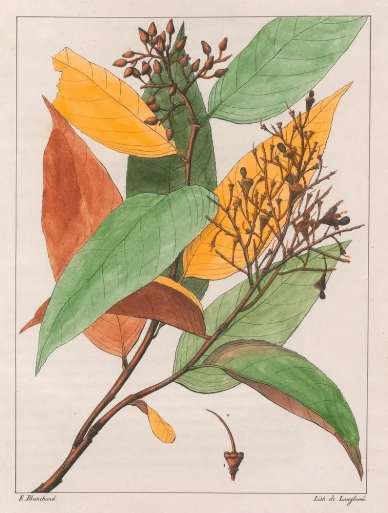 Gomphia hexasperma - Auguste de Saint-Hilaire | Taidetuloste