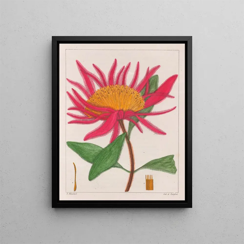 Gomphrena macrocephala - Auguste de Saint-Hilaire | Taidetuloste