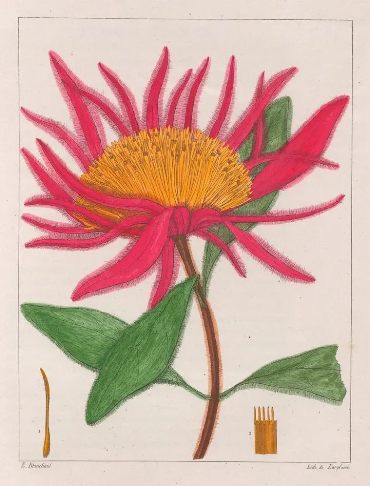 Gomphrena macrocephala - Auguste de Saint-Hilaire | Taidetuloste