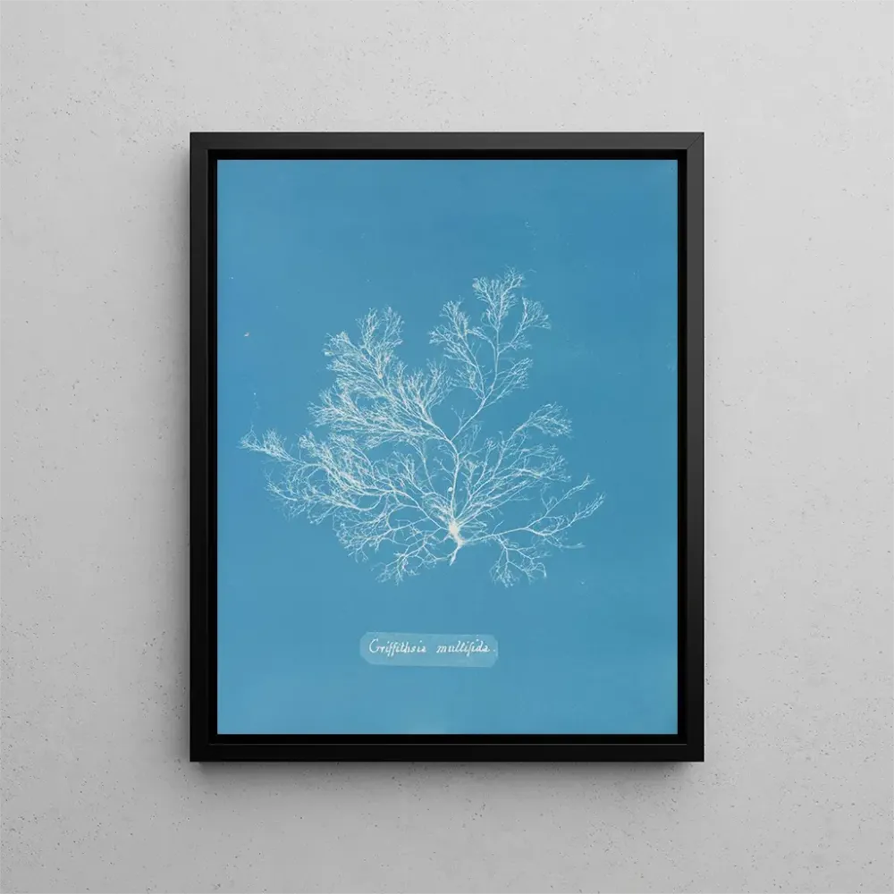 Griffithsia multifida - Anna Atkins | Taidetuloste