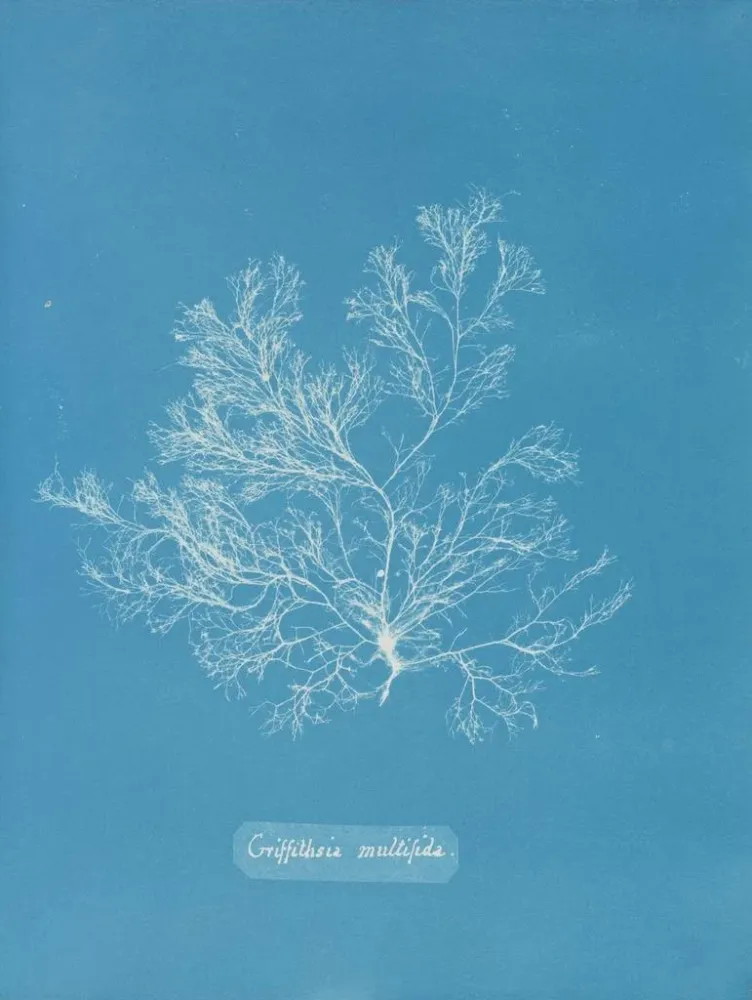 Griffithsia multifida - Anna Atkins | Taidetuloste