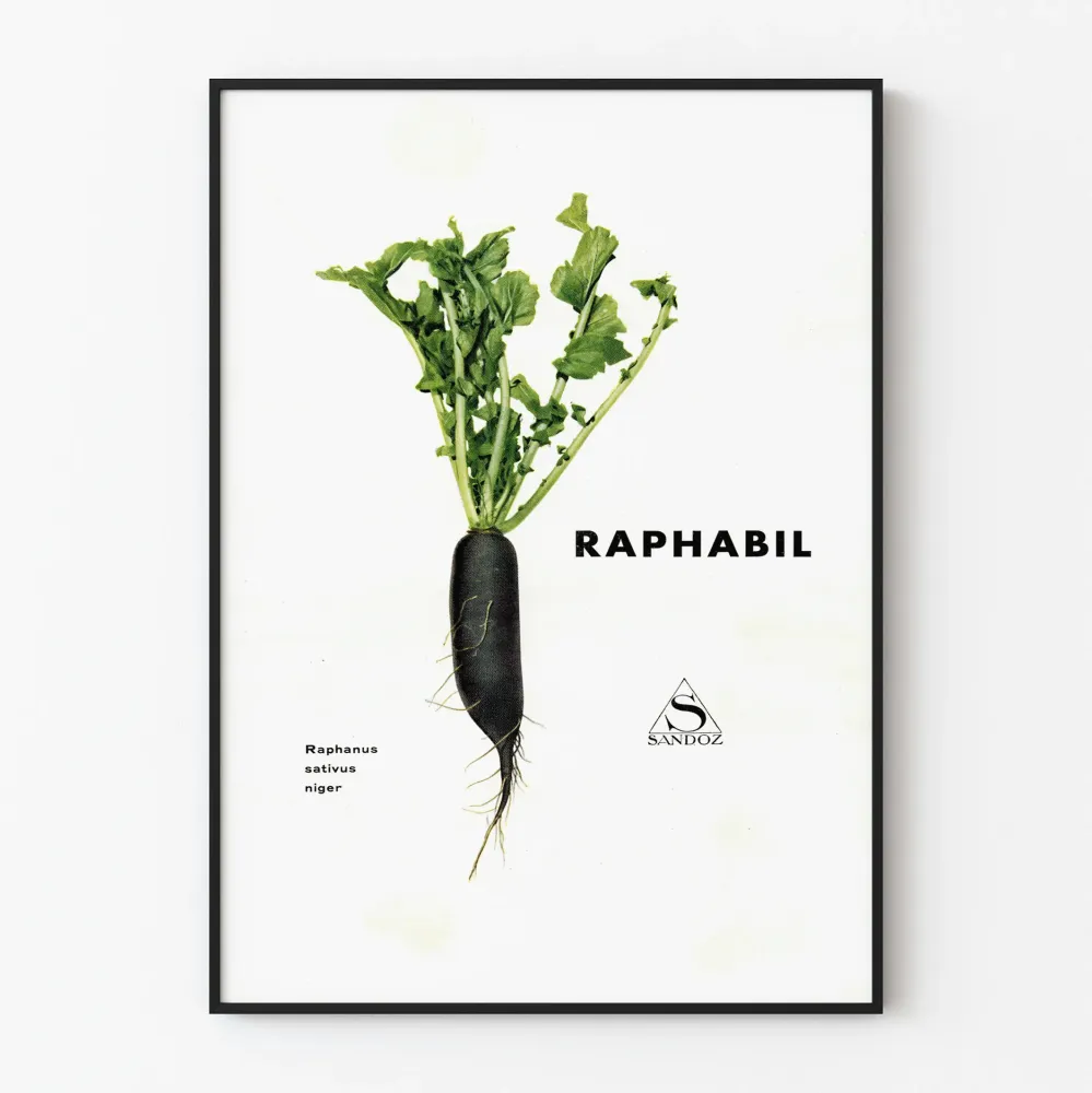 Koristejuliste Raphabil - Musta retiisi ja vihreä lehti
