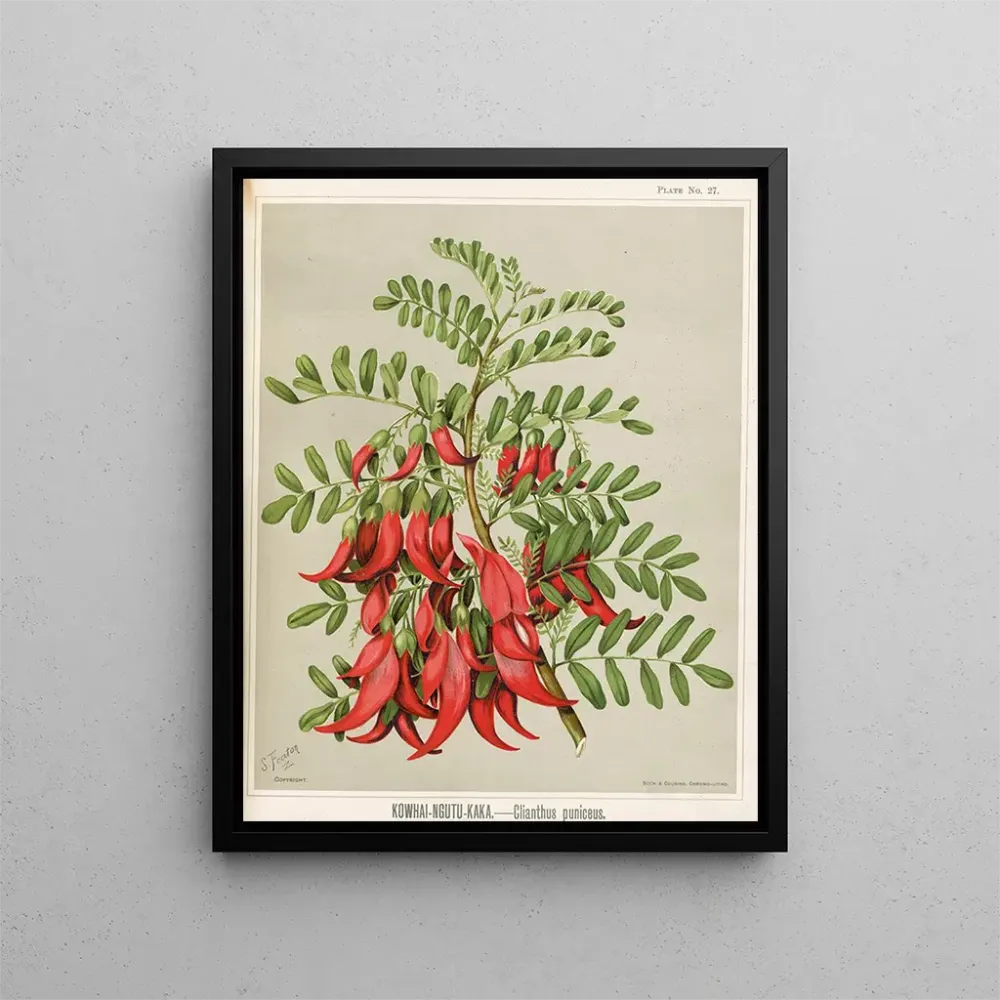 Kowhai Ngutu Kaka Clianthus puniceus - Sarah Featon | Taidetuloste