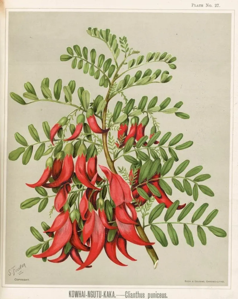 Kowhai Ngutu Kaka Clianthus puniceus - Sarah Featon | Taidetuloste