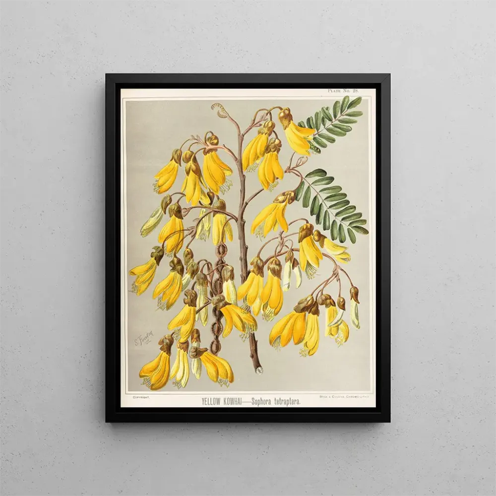 Kowhai-keltainen Sophora tetraptera -maalaus, taidetuloste 28 - Sarah Featon