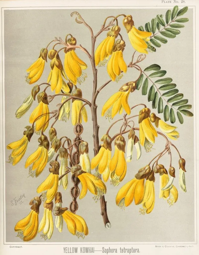 Kowhai-keltainen Sophora tetraptera -maalaus, taidetuloste 28 - Sarah Featon