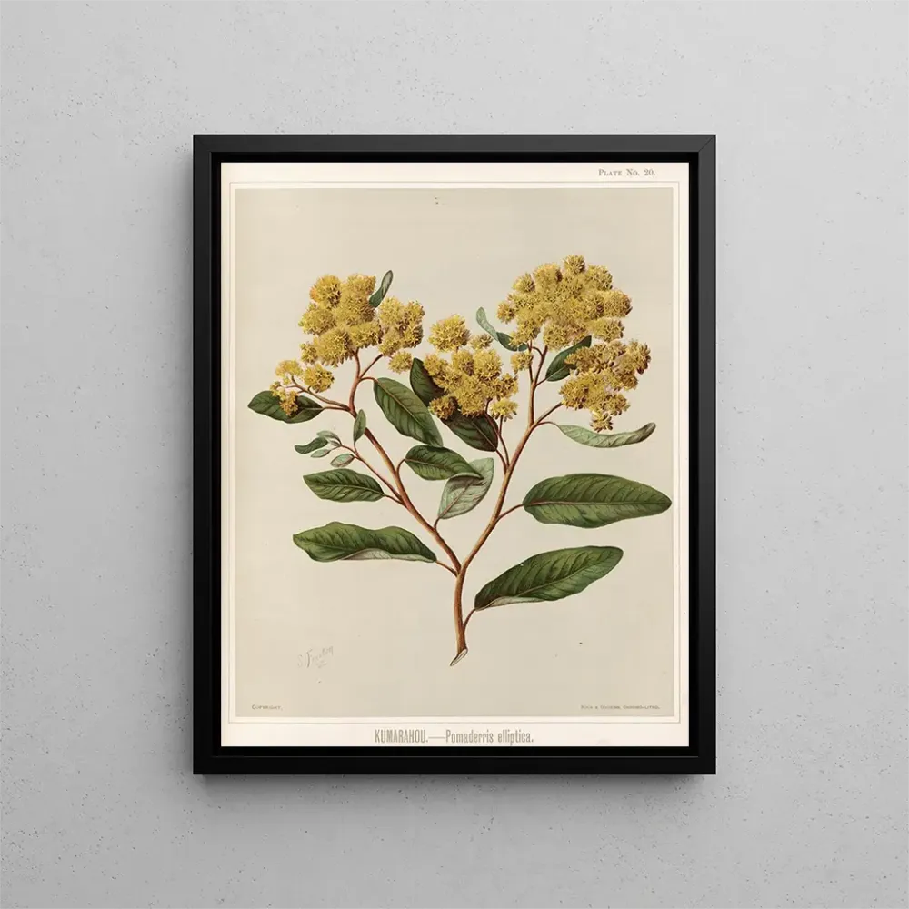 Kumarahou Pomaderris elliptica - Sarah Featon | Taidetuloste