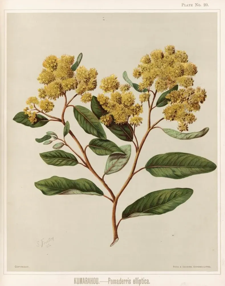 Kumarahou Pomaderris elliptica - Sarah Featon | Taidetuloste