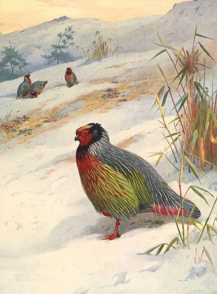 Kusersin veripunainen taidetuloste - Archibald Thorburn | Taidetuloste