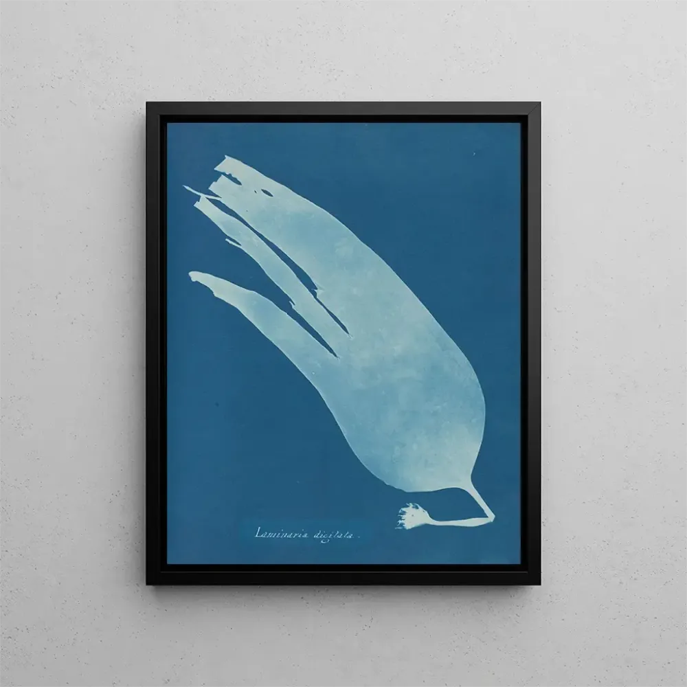 Laminaarinen taidetuloste - Anna Atkins | Taidetuloste
