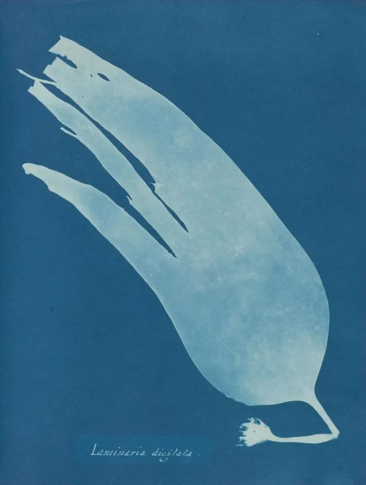 Laminaarinen taidetuloste - Anna Atkins | Taidetuloste