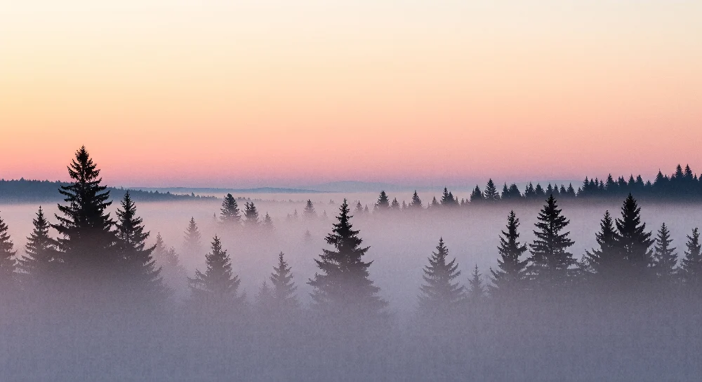 Lastenhuoneen tapetti | Kaunis sumuinen metsä auringonnousun aikaan