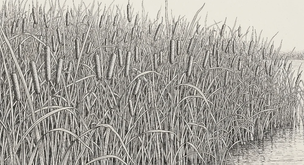 Lastenhuoneen tapetti | Mustavalkoinen ruokovarsiluonto rauhallisessa tunnelmassa