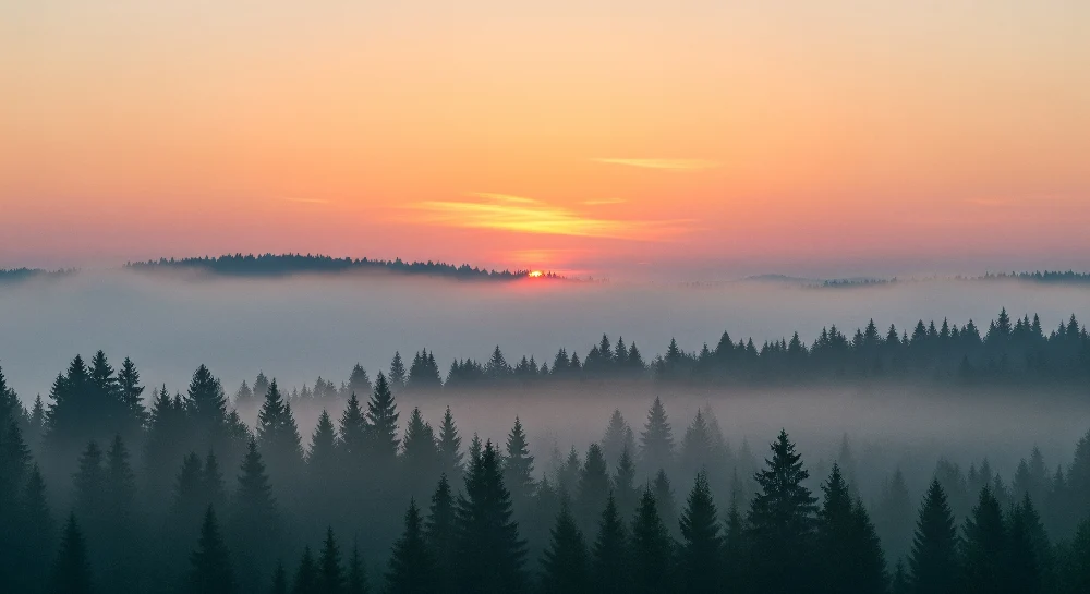 Lastenhuoneen tapetti | Sumuinen metsä auringonnousun kanssa