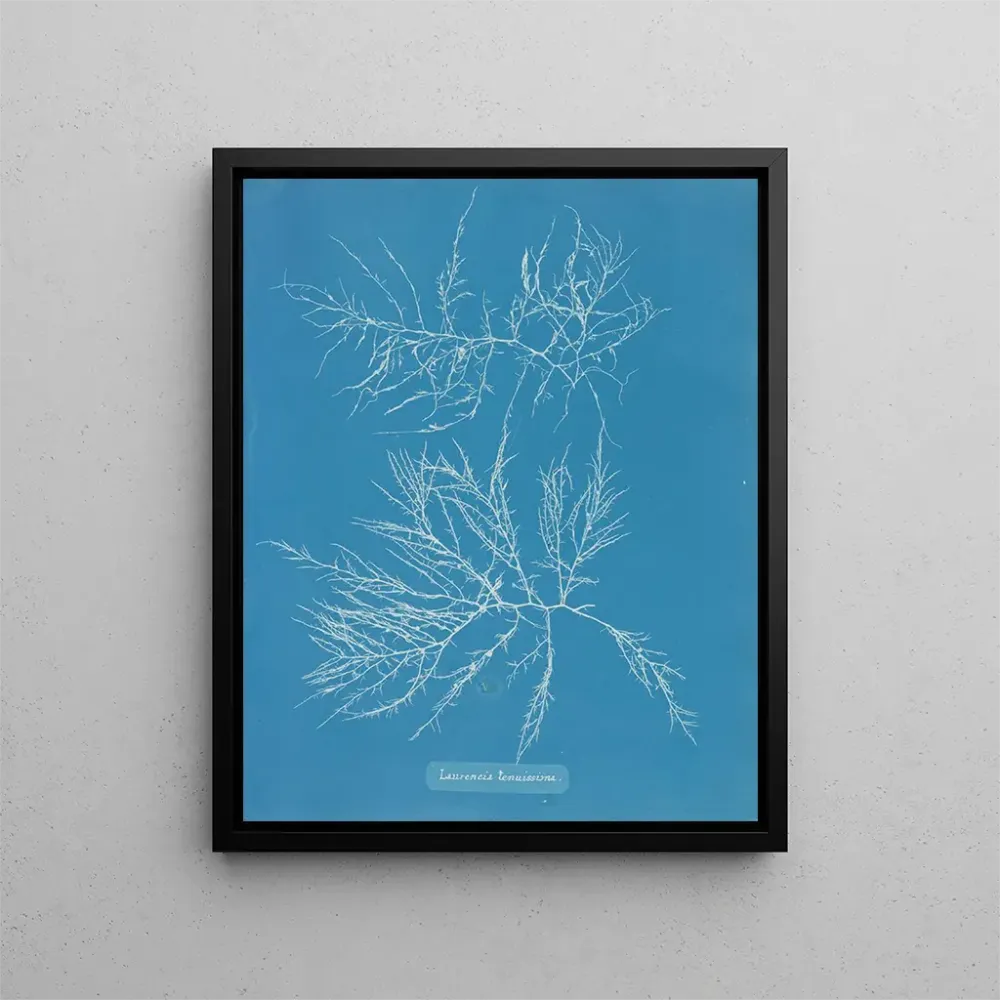 Laurence'n maalaus on erittä laiha - Anna Atkins | Taidetuloste