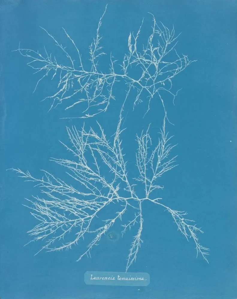 Laurence'n maalaus on erittä laiha - Anna Atkins | Taidetuloste