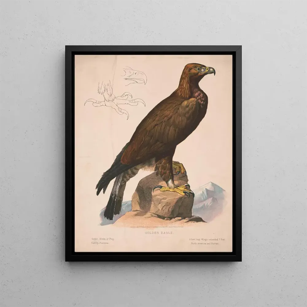 Maalaus Aigle royal - Louis Prang Co | Taidetuloste