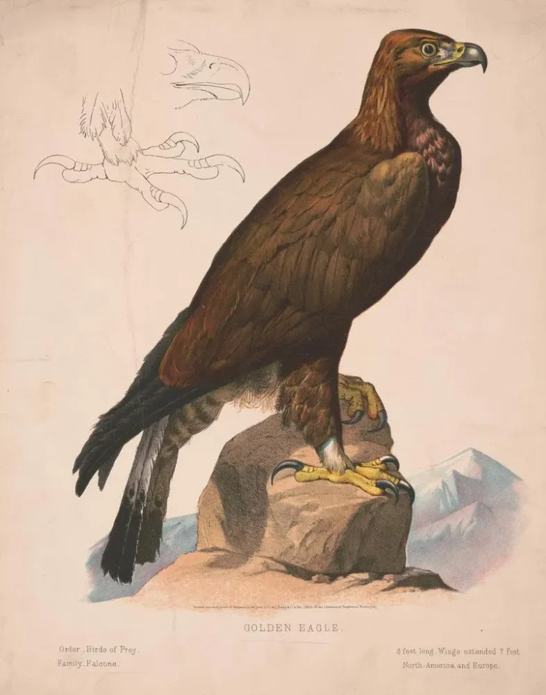 Maalaus Aigle royal - Louis Prang Co | Taidetuloste