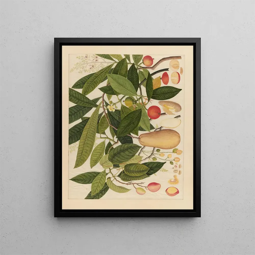 Maalaus Album d'aquarelles chinoises de fruits asiatiques Pl05 - Anonyme | Taidetuloste