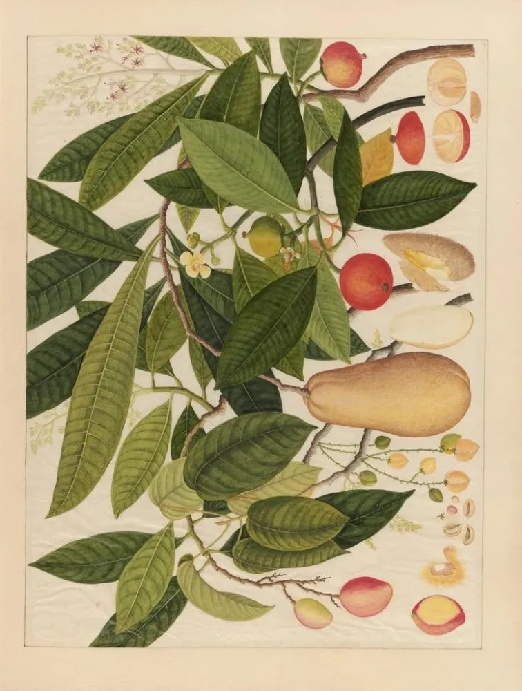 Maalaus Album d'aquarelles chinoises de fruits asiatiques Pl05 - Anonyme | Taidetuloste