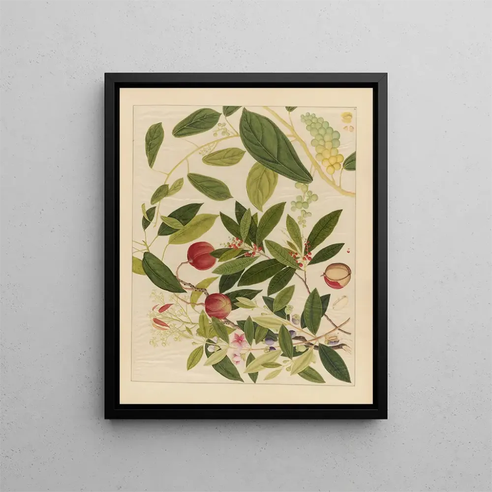 Maalaus Album d'aquarelles chinoises de fruits asiatiques Pl09 - Anonyme | Taidetuloste