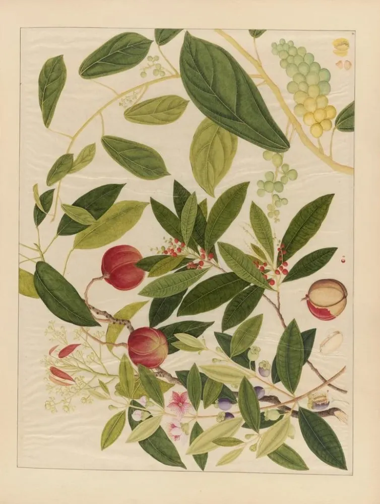 Maalaus Album d'aquarelles chinoises de fruits asiatiques Pl09 - Anonyme | Taidetuloste