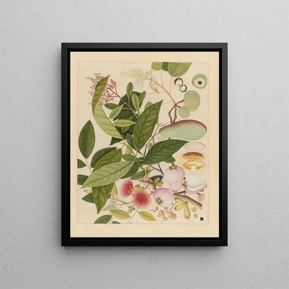 Maalaus Album d'aquarelles chinoises de fruits asiatiques Pl12 - Anonyymi | Taidetuloste