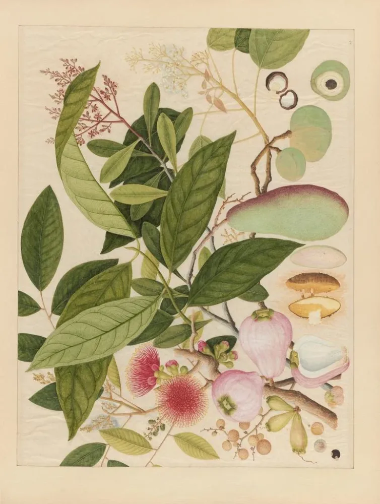 Maalaus Album d'aquarelles chinoises de fruits asiatiques Pl12 - Anonyymi | Taidetuloste