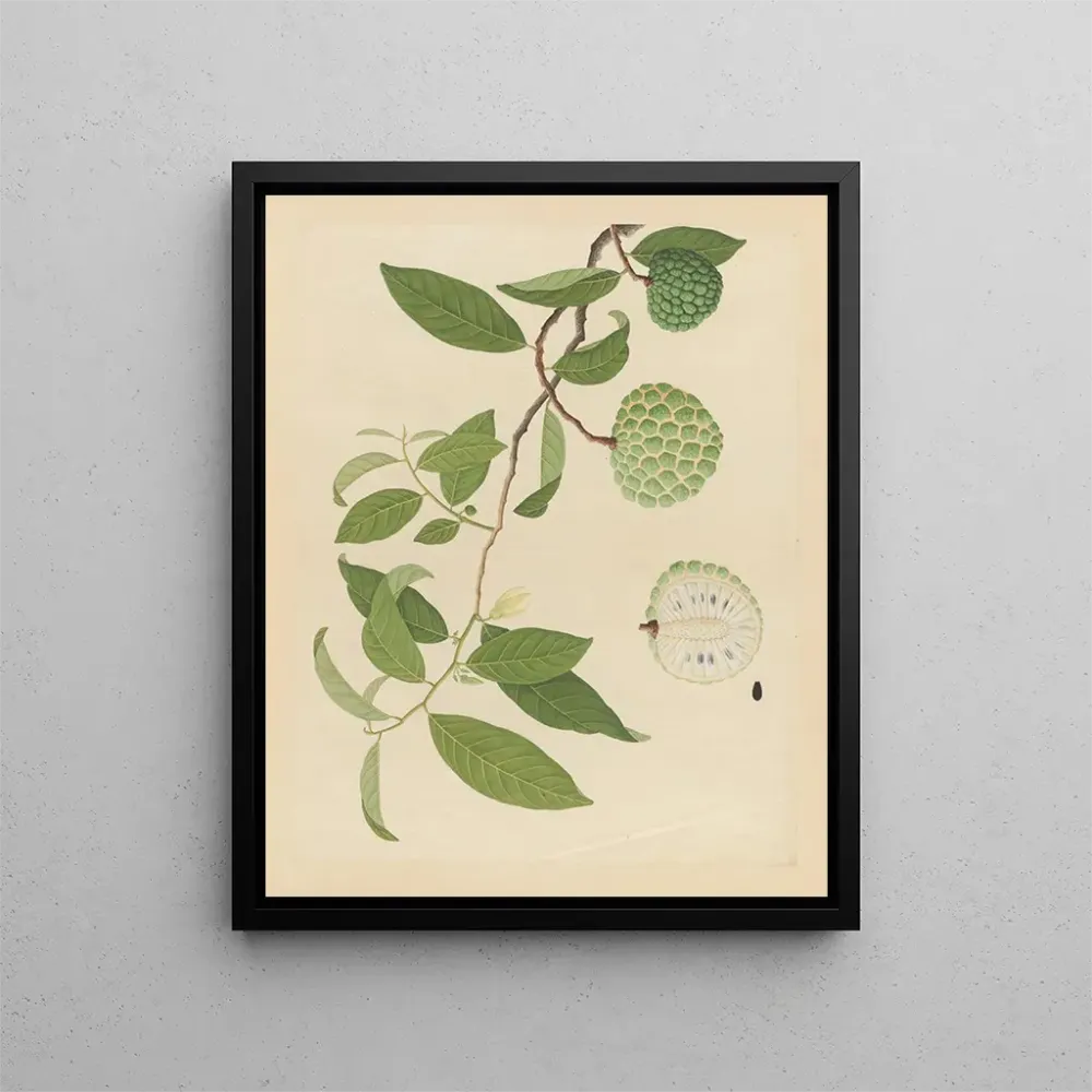 Maalaus Album d'aquarelles chinoises de fruits asiatiques Pl17 - Anonyymi | Taidetuloste