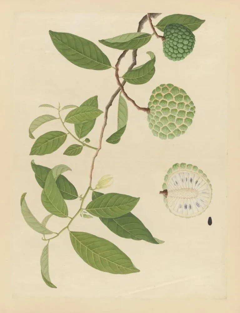 Maalaus Album d'aquarelles chinoises de fruits asiatiques Pl17 - Anonyymi | Taidetuloste