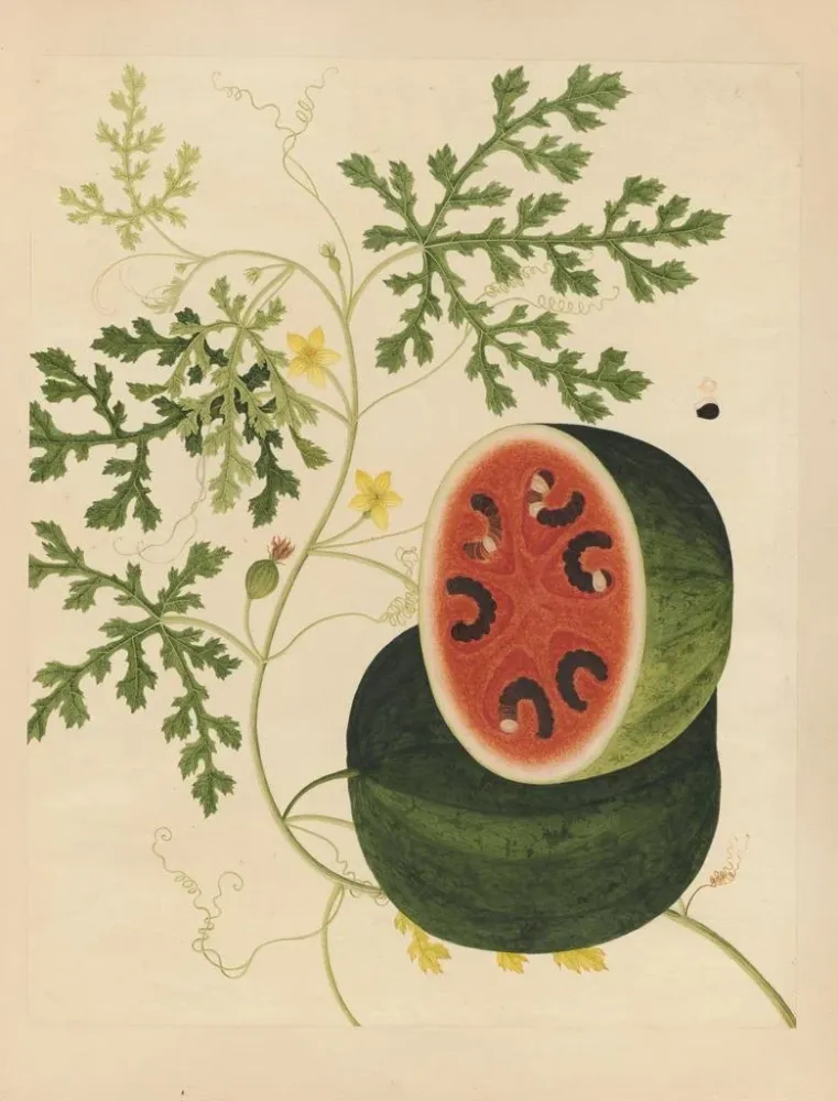 Maalaus Album d'aquarelles chinoises de fruits asiatiques Pl15 - Anonyme | Taidetuloste