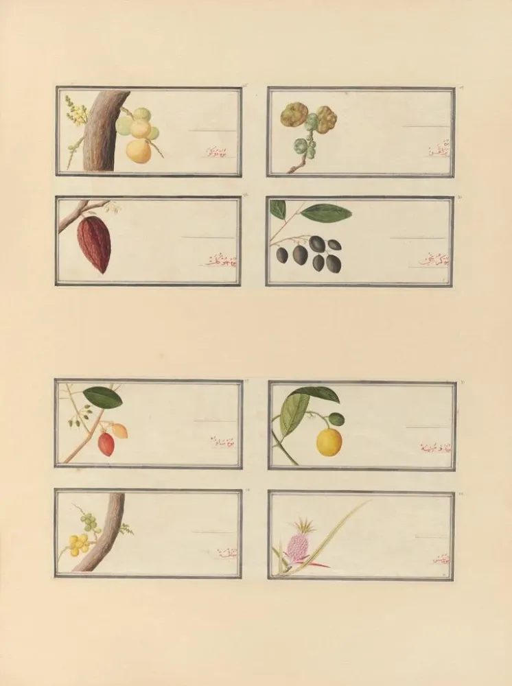 Maalaus Album d'aquarelles chinoises de fruits asiatiques Pl26 - Anonyymi | Taidetuloste