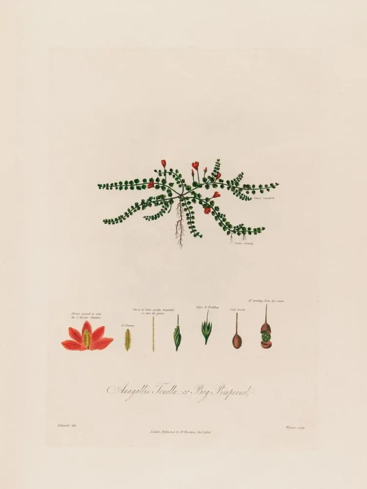 Maalaus Anagallis tenella ou pimpernel des tourbières - Robert John Thornton | Taidetuloste