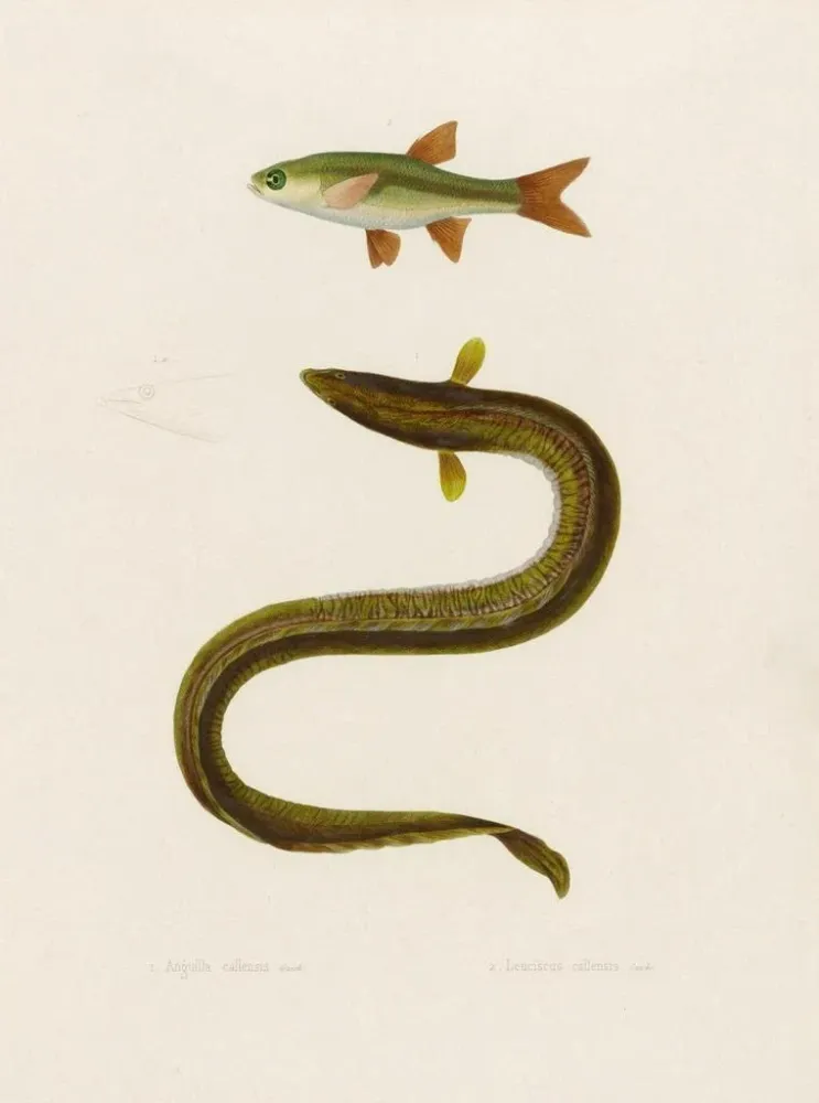 Maalaus Anguilla Callensis Leuciscus Callensis - Arthus Bertrand | Taidetuloste