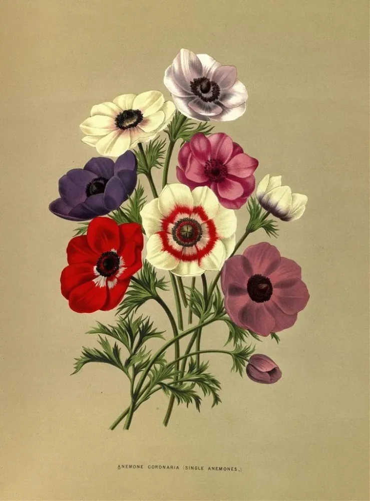 Maalaus émone coronaria émones simples - Arentina Hendrica Arendsen | Taidetuloste