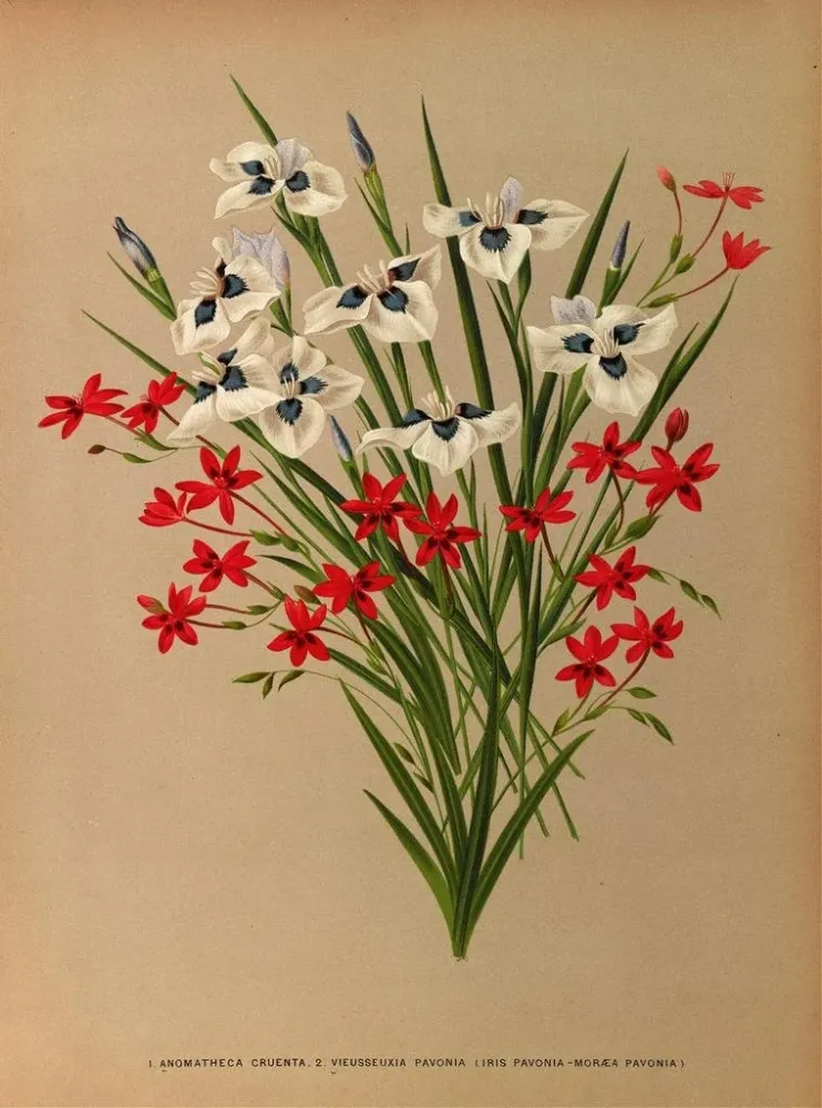 Maalaus Anomatheca Cruenta, Vieusseuxia Pavonia, Iris Pavonia, Morea Pavonia - Arentina Hendrica Arendsen | Taidetuloste