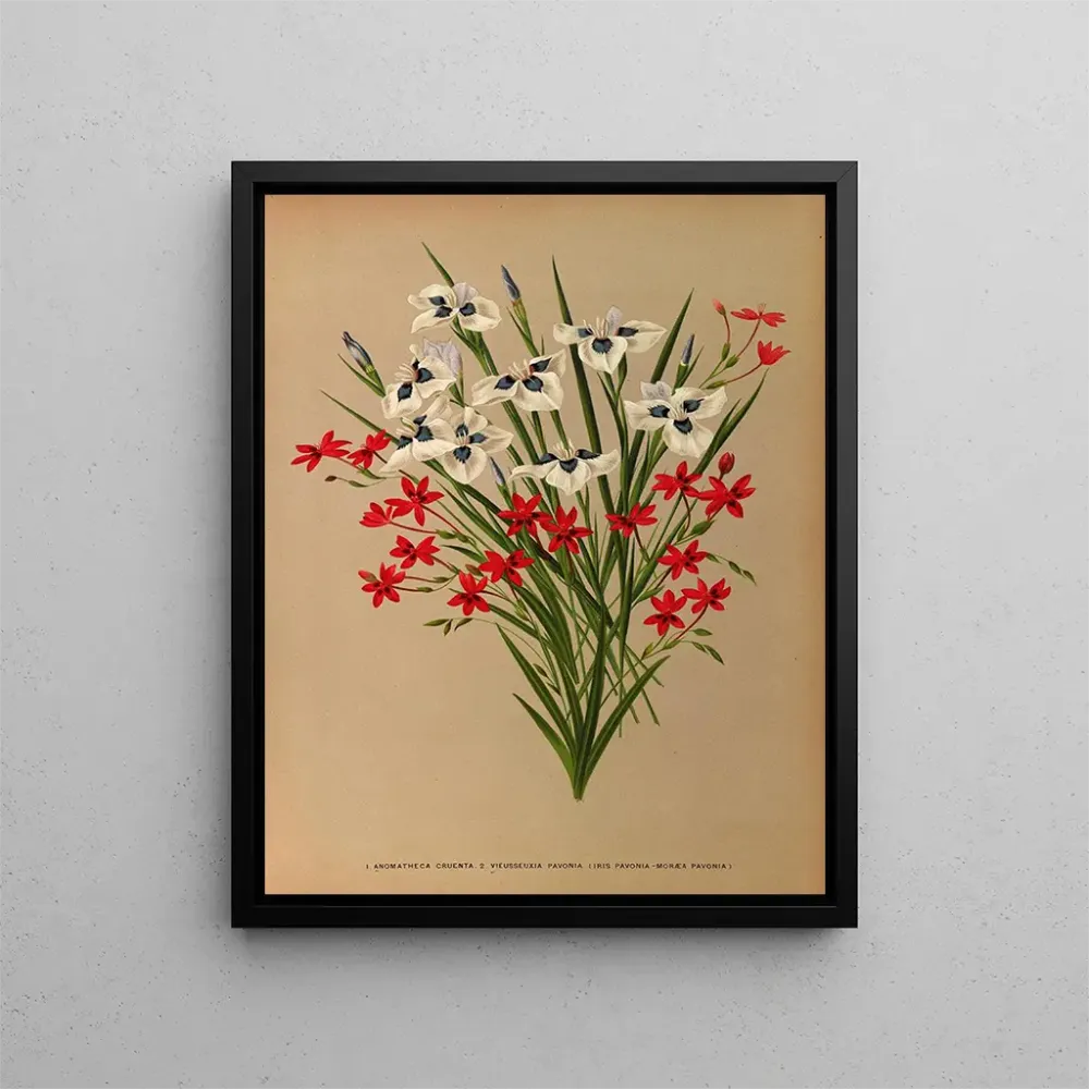 Maalaus Anomatheca Cruenta, Vieusseuxia Pavonia, Iris Pavonia, Morea Pavonia - Arentina Hendrica Arendsen | Taidetuloste