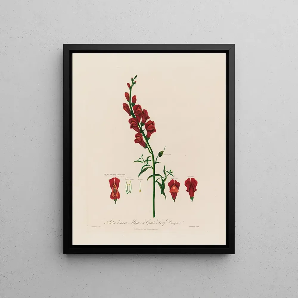 Maalaus Antirrhinum majus ou grande gueule de loup - Robert John Thornton | Taidetuloste